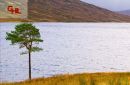 Lone Pine